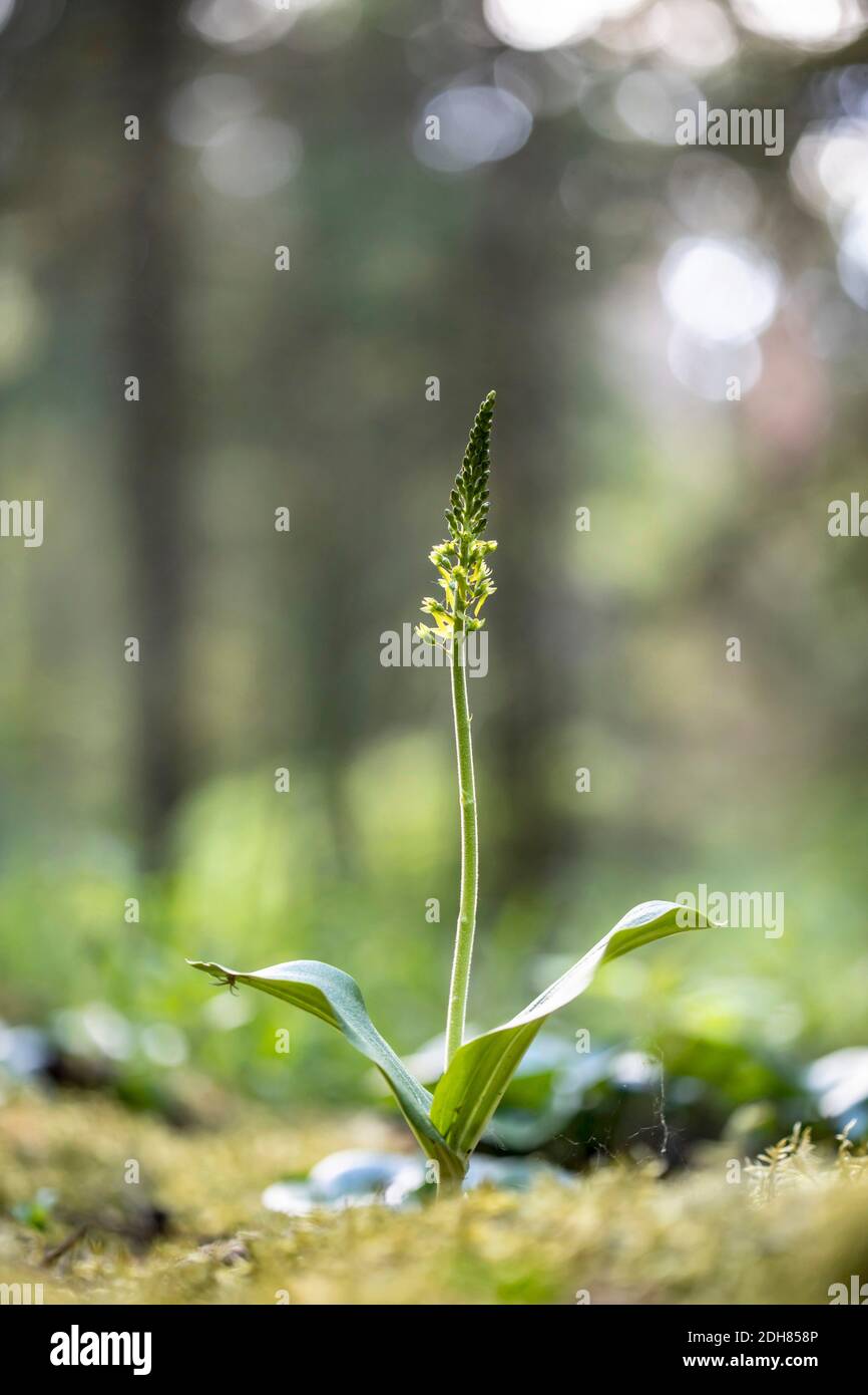 common twayblade, egg-leaf twayblade (Neottia ovata, Listera ovata), blooming, Germany, Bavaria Stock Photo