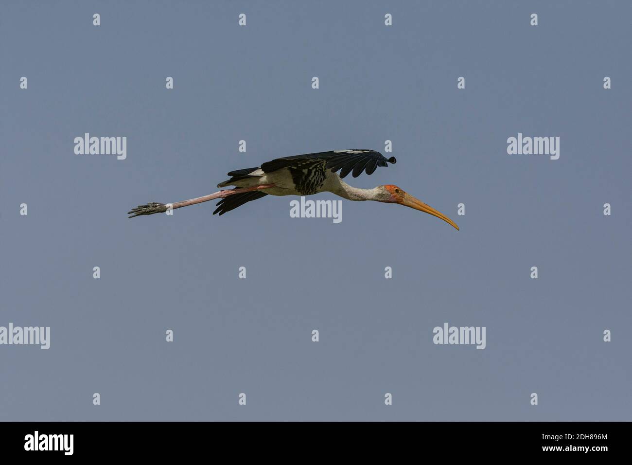 Painted stork (Mycteria leucocephala). Stock Photo