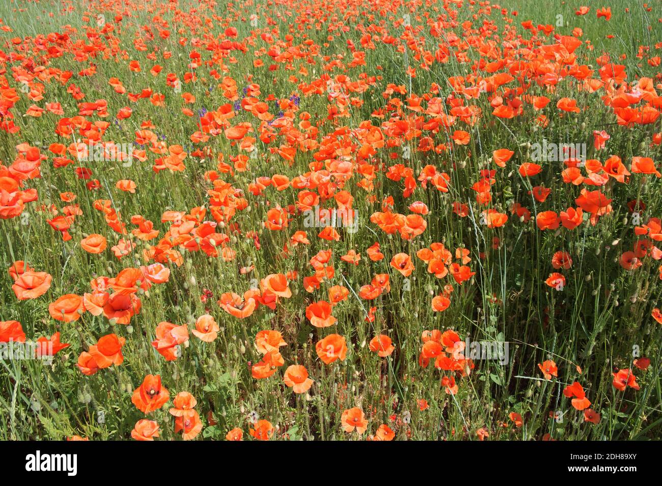 Poppy flowers field. Rural landscape with red wildflowers. Many red poppies in the field. Red wildflowers. Stock Photo