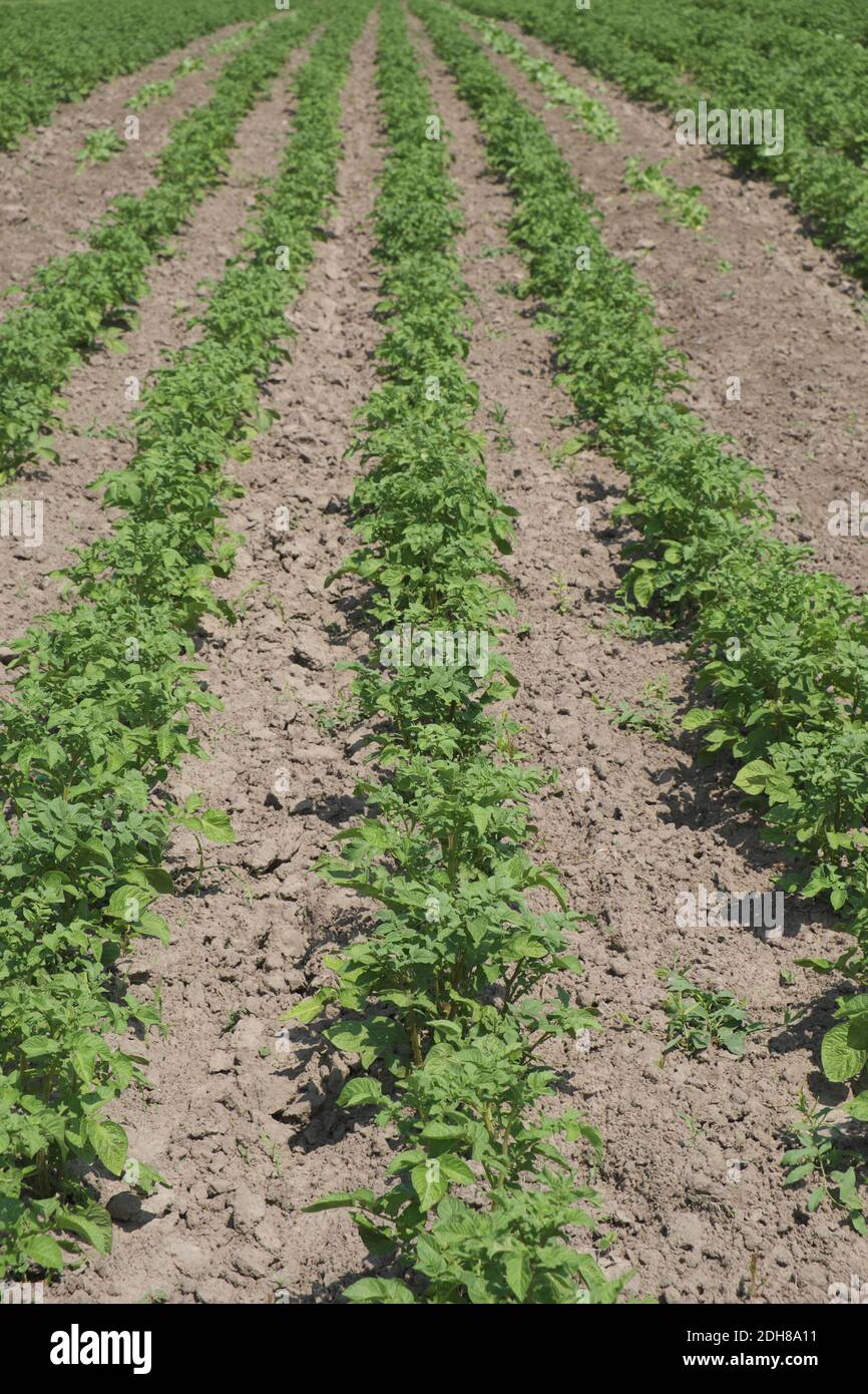 Potato Plantations Grow In The Field Vegetable Rows Farming   Potato Plantations Grow In The Field Vegetable Rows Farming Agriculture 2DH8A11 