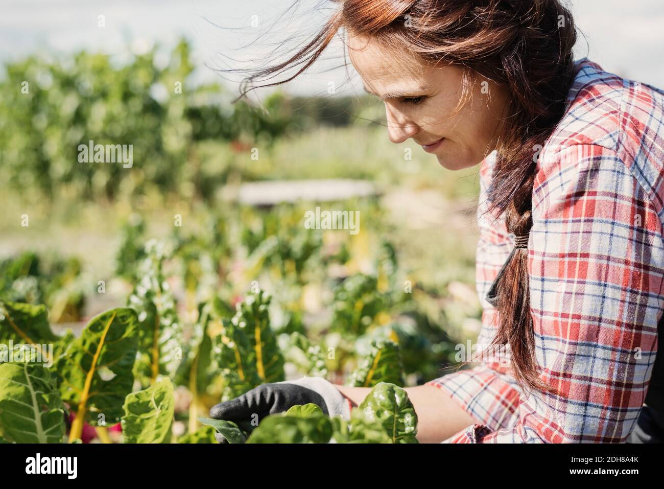 Smiling female gardener working on plants at farm Stock Photo