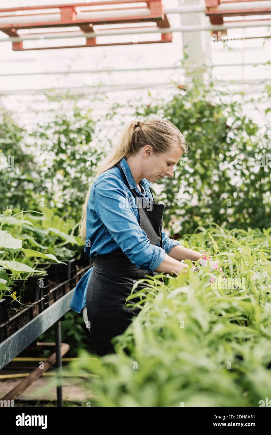 Side view of female gardener working in greenhouse Stock Photo - Alamy
