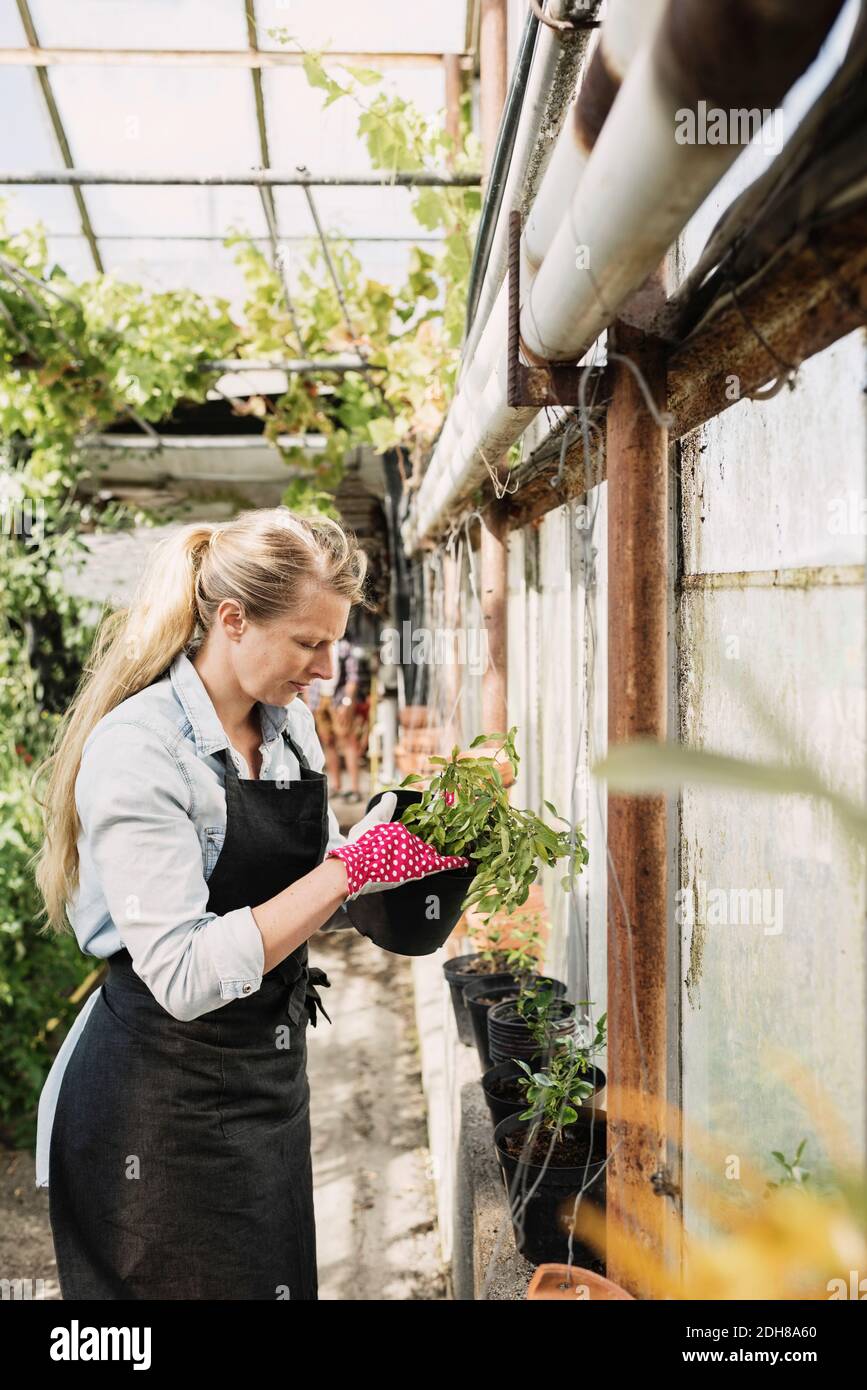 Woman wearing apron holding tablet hi-res stock photography and images ...
