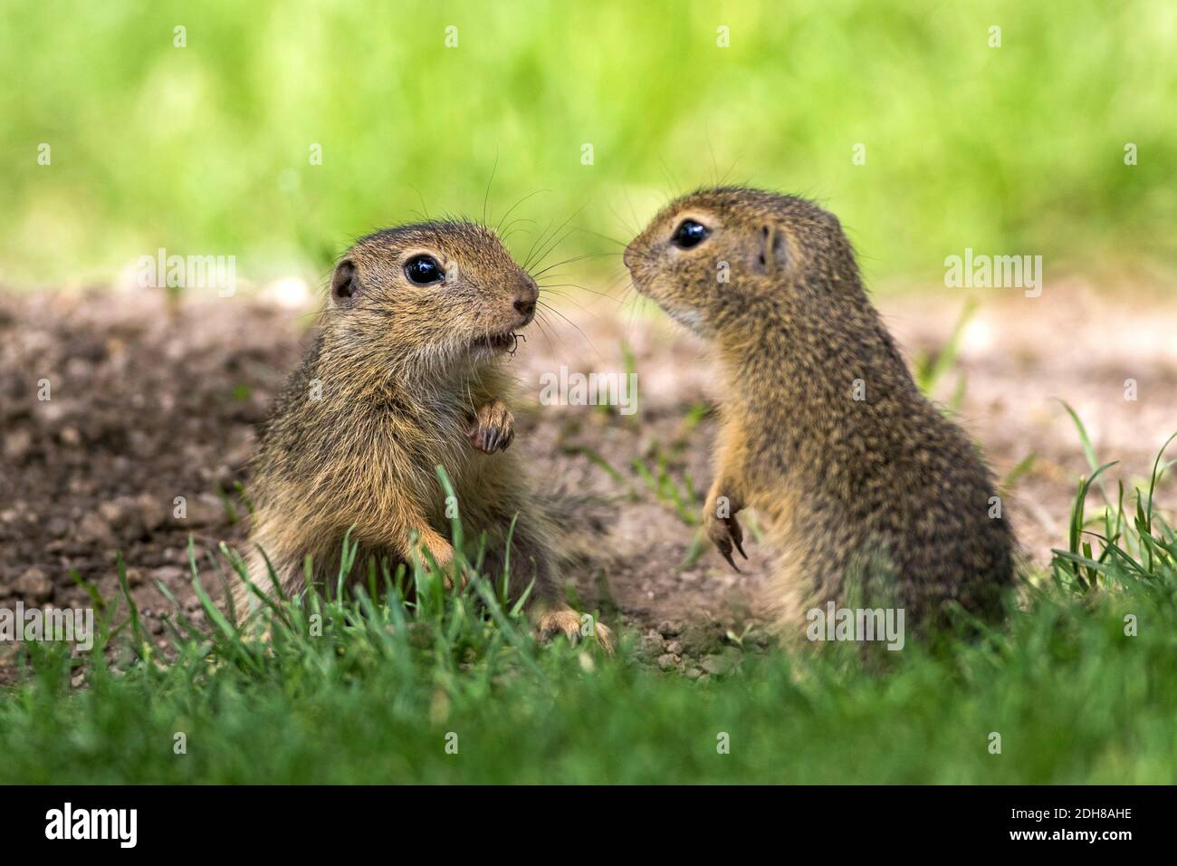 Ziesel (Citellus citellus Stock Photo - Alamy