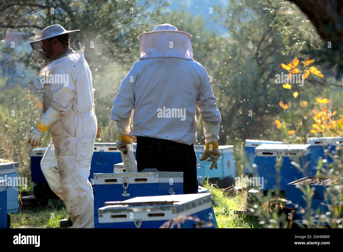 Apiculture, beekeepers take honey from bee hives, from coniferous trees ...