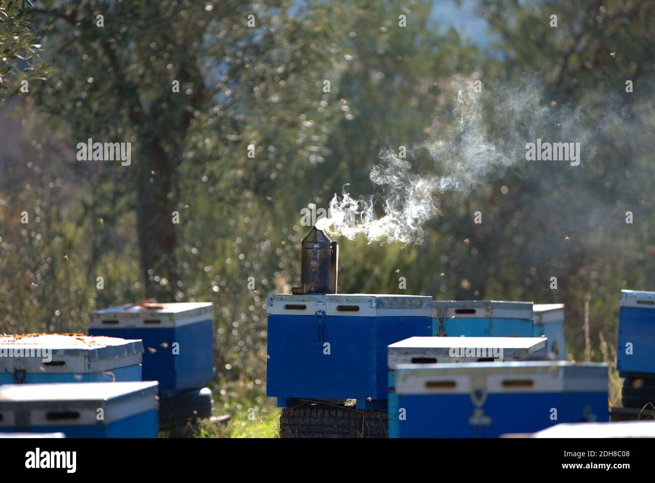 Apiculture, beekeepers take honey from bee hives, from coniferous trees ...