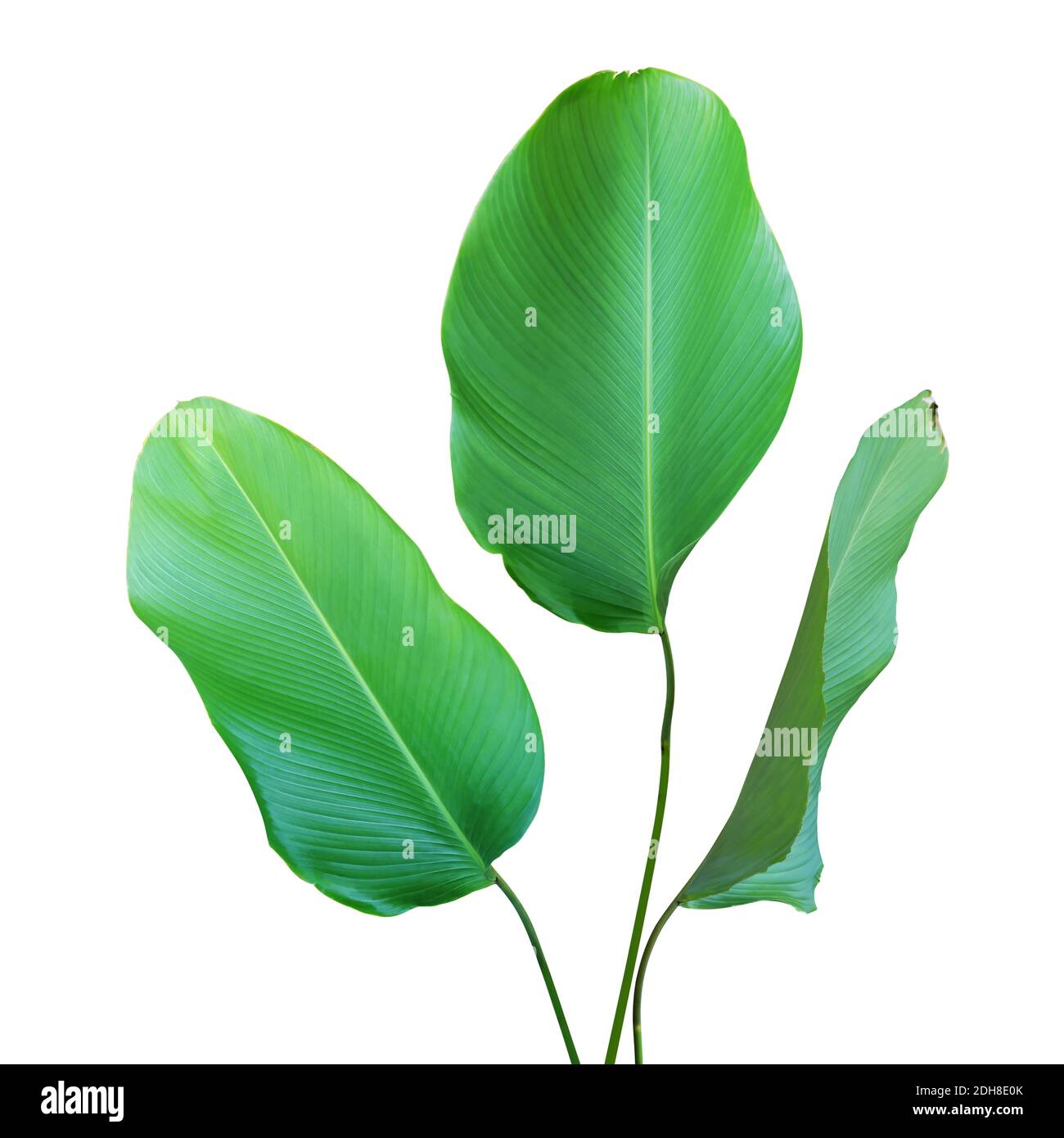 Tropical Green Leaves of Calathea lutea (Aubl.) G. Mey., Cigar Calathea Plant Isolated on White Background Stock Photo