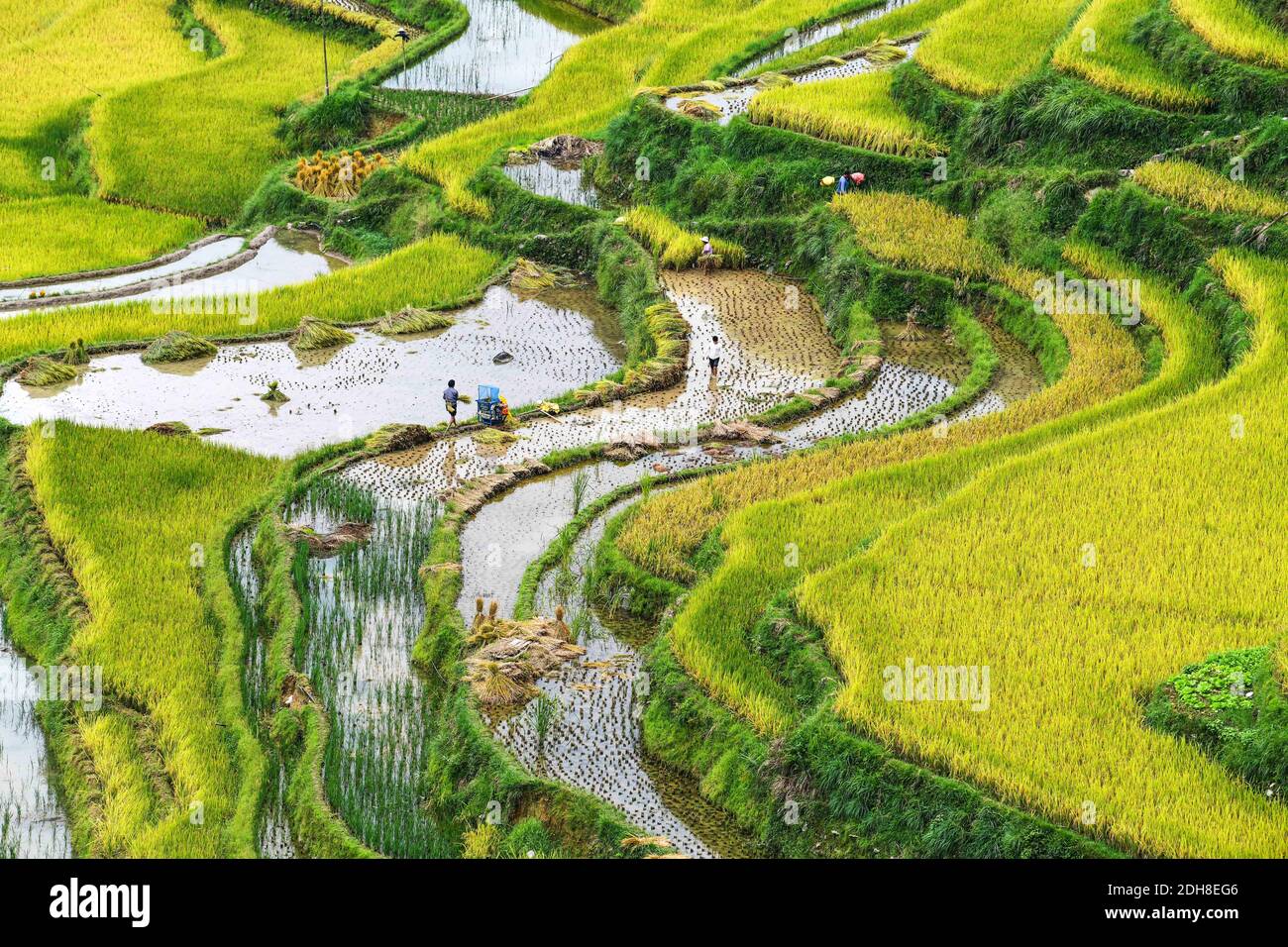 (201210) -- BEIJING, Dec. 10, 2020 (Xinhua) -- Farmers harvest rice at Dangniu Village, Jiabang Township, Congjiang County of southwest China's Guizhou Province, Sept. 19, 2020.  China's grain output reached nearly 670 billion kg in 2020, up 5.65 billion kg, or 0.9 percent, from last year, the National Bureau of Statistics (NBS) said on Thursday.  This marks the sixth consecutive year that the country's total grain production has exceeded 650 billion kg. The bumper harvest comes despite disrupted farming as a result of the COVID-19 epidemic, which has been held in check thanks to efforts to en Stock Photo