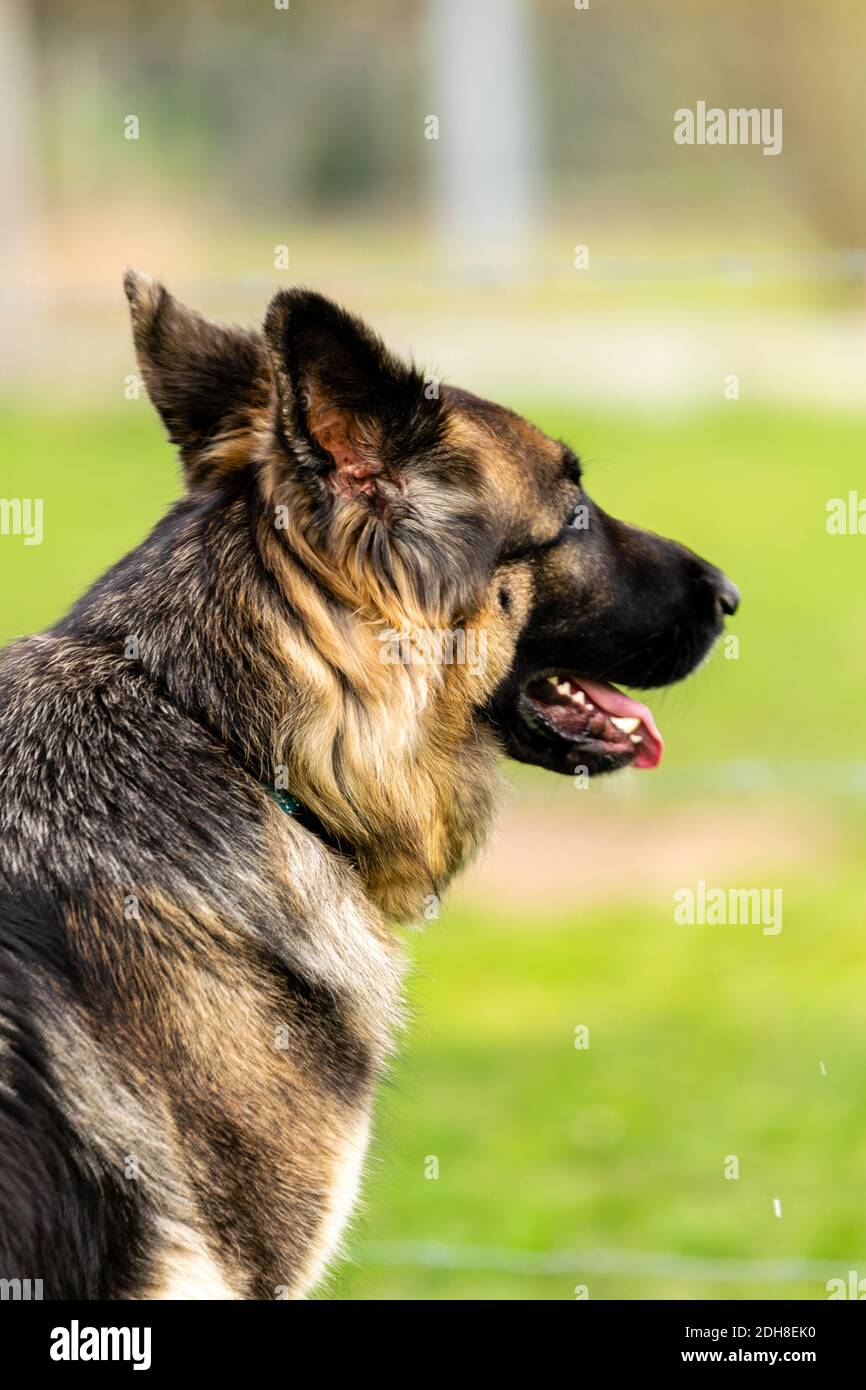 Berger allemand