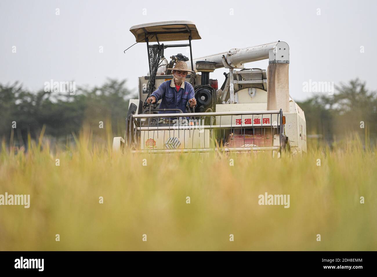 (201210) -- BEIJING, Dec. 10, 2020 (Xinhua) -- An employee operates a harvester in rice fields at Xinjiang Village, Longquan Township, Longhua District of Haikou City in south China's Hainan Province, Oct. 22, 2020.  China's grain output reached nearly 670 billion kg in 2020, up 5.65 billion kg, or 0.9 percent, from last year, the National Bureau of Statistics (NBS) said on Thursday.  This marks the sixth consecutive year that the country's total grain production has exceeded 650 billion kg. The bumper harvest comes despite disrupted farming as a result of the COVID-19 epidemic, which has been Stock Photo