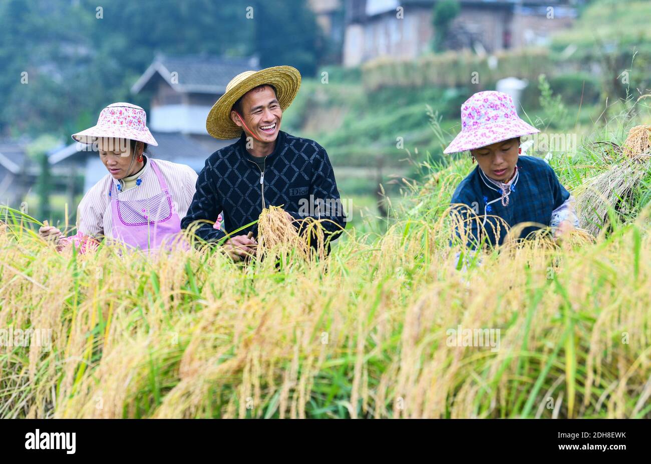 (201210) -- BEIJING, Dec. 10, 2020 (Xinhua) -- Farmers harvest rice at Jiache Village, Jiabang Township, Congjiang County of southwest China's Guizhou Province, Sept. 19, 2020. China's grain output reached nearly 670 billion kg in 2020, up 5.65 billion kg, or 0.9 percent, from last year, the National Bureau of Statistics (NBS) said on Thursday. This marks the sixth consecutive year that the country's total grain production has exceeded 650 billion kg. The bumper harvest comes despite disrupted farming as a result of the COVID-19 epidemic, which has been held in check thanks to efforts to ens Stock Photo