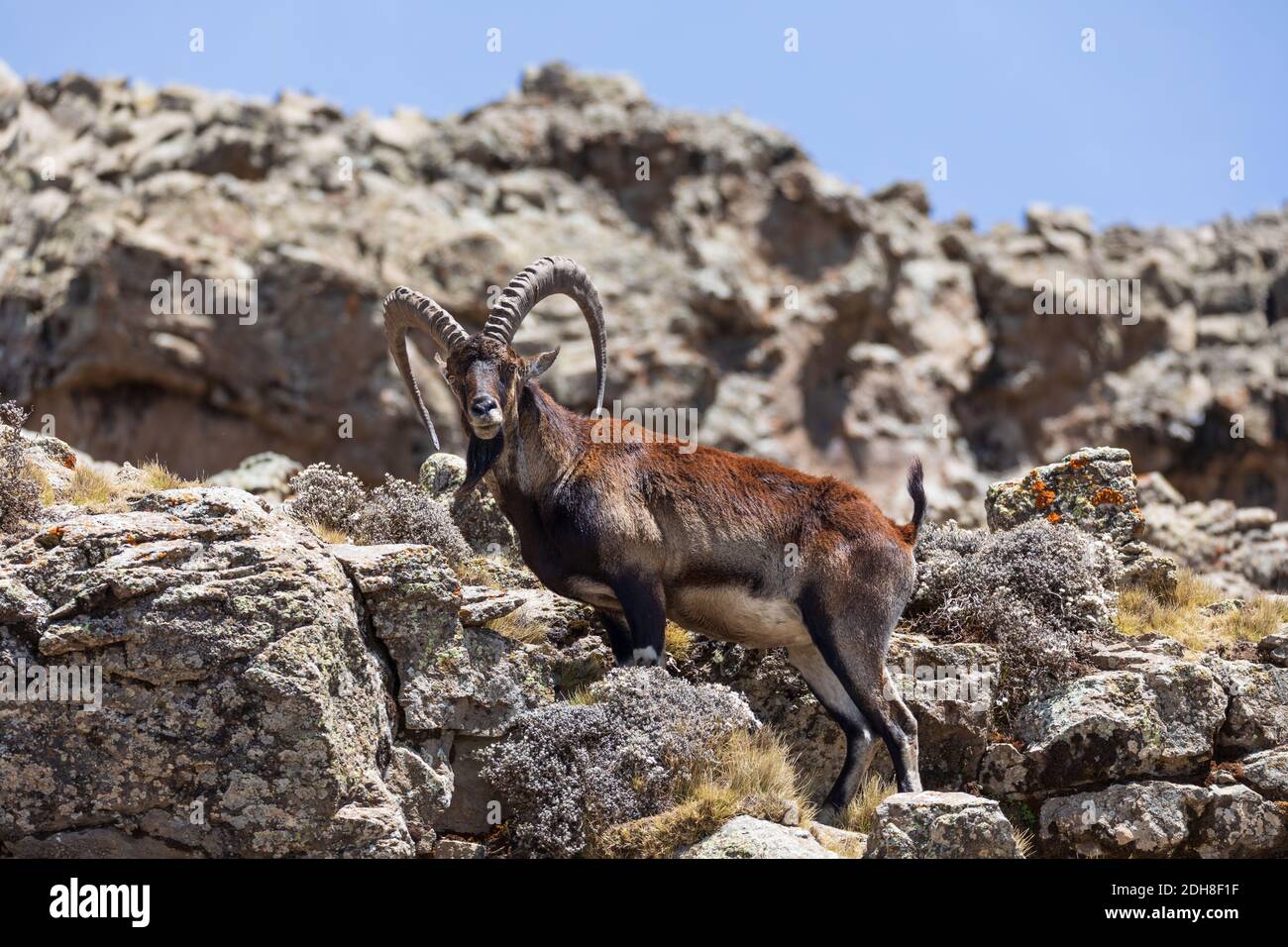 Rare Walia ibex in Simien, Ethiopia wildlife Stock Photo