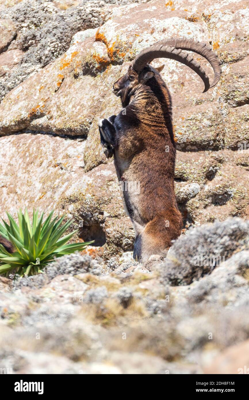Rare Walia ibex in Simien Mountains Ethiopia Stock Photo