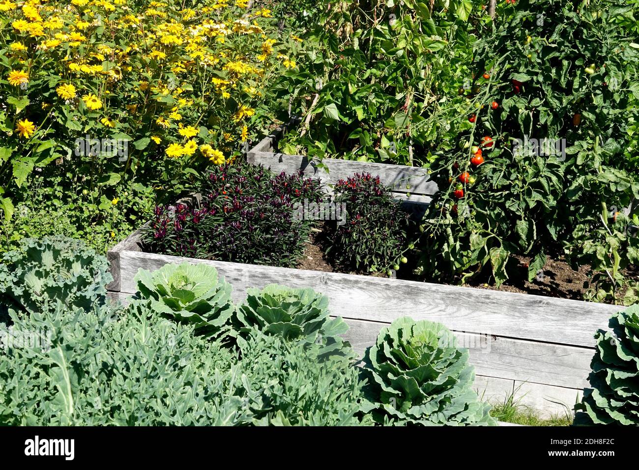Raised bed vegetables flowers hi-res stock photography and images - Alamy