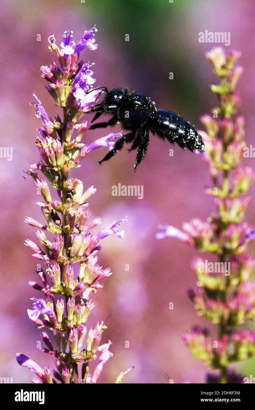 Large Violet Carpenter bee flying Xylocopa violacea on flower Solitary bee Stock Photo