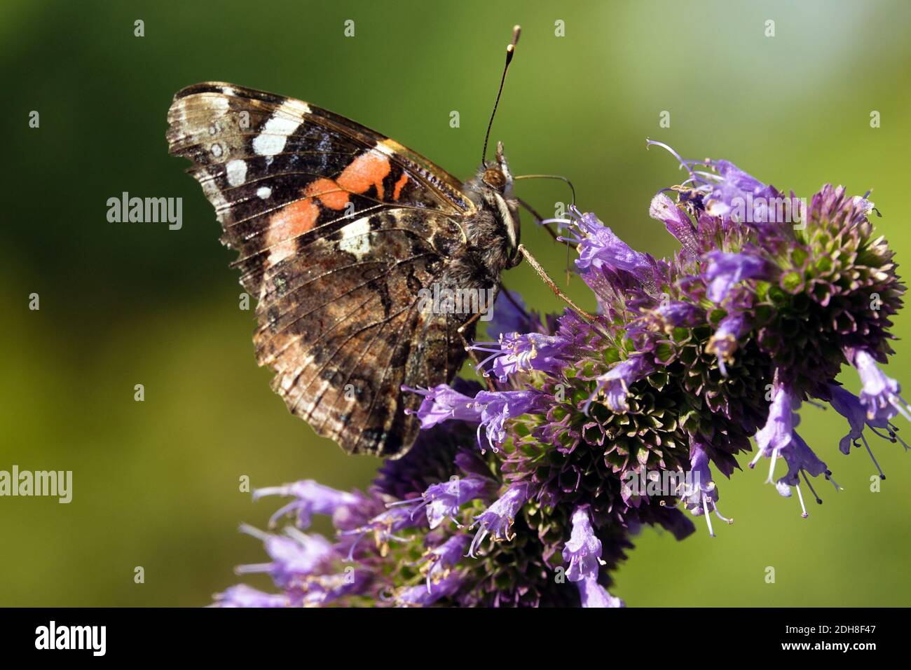 Red admiral butterfly closed wings on flower Agastache Stock Photo