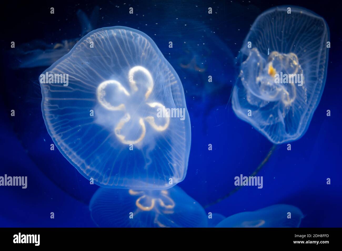 Common jellyfish underwater close-up view Stock Photo