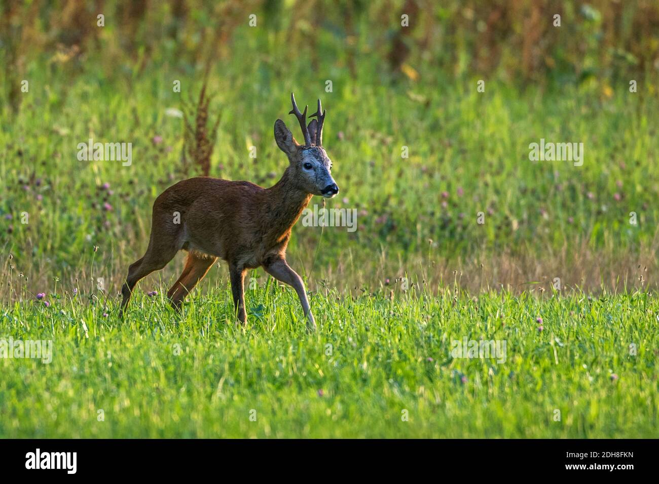 Rehbock (Capreolus capreolus) Stock Photo