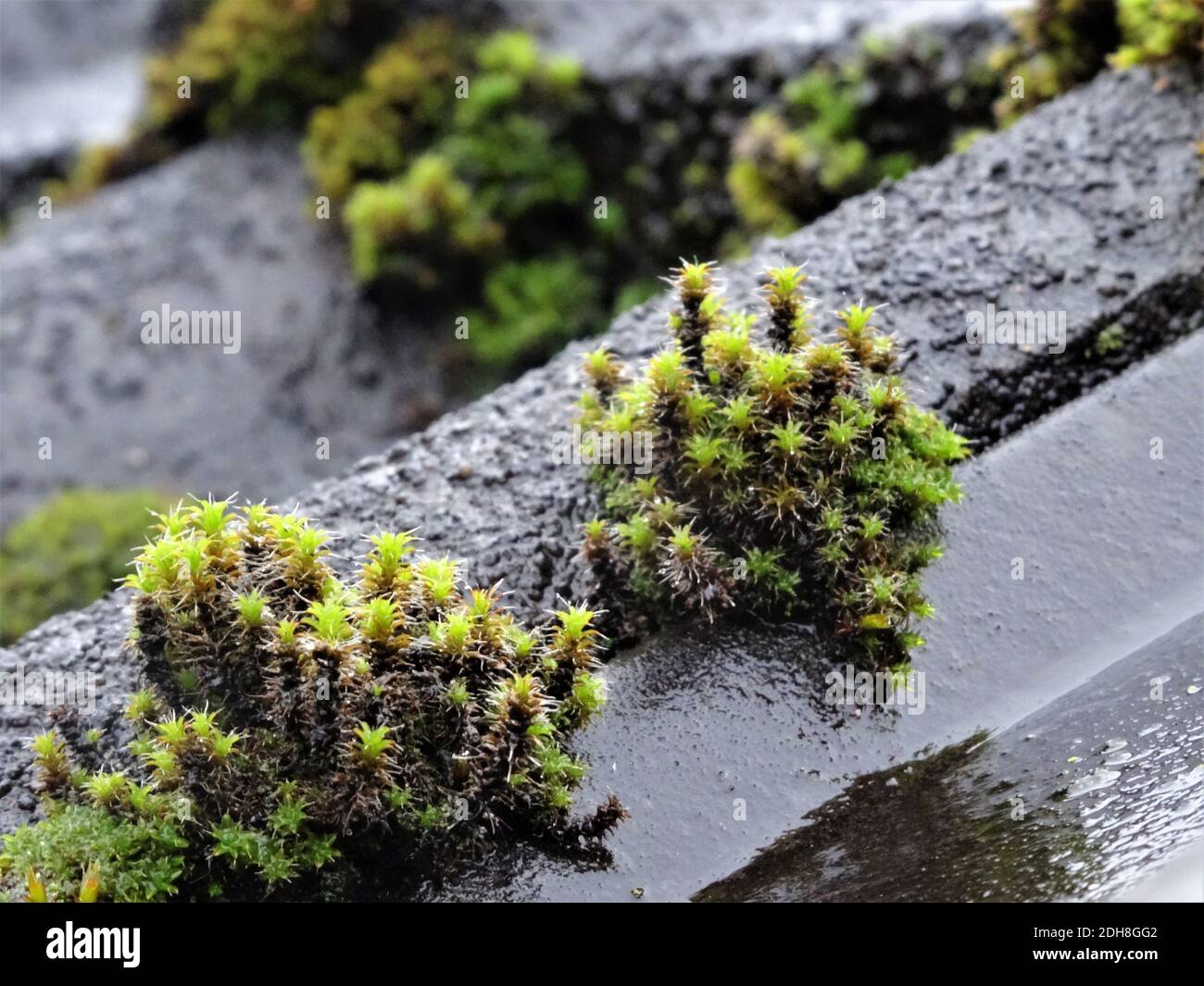 A selective focus shot of Orthotrichum Speciosum growing on the rocky surface Stock Photo
