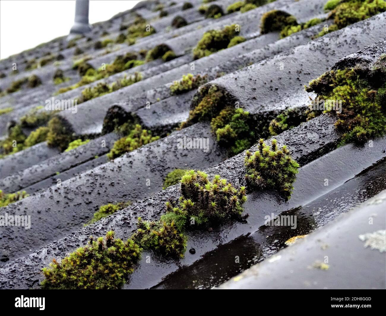 A closeup of Orthotrichum Speciosum covering the roof Stock Photo