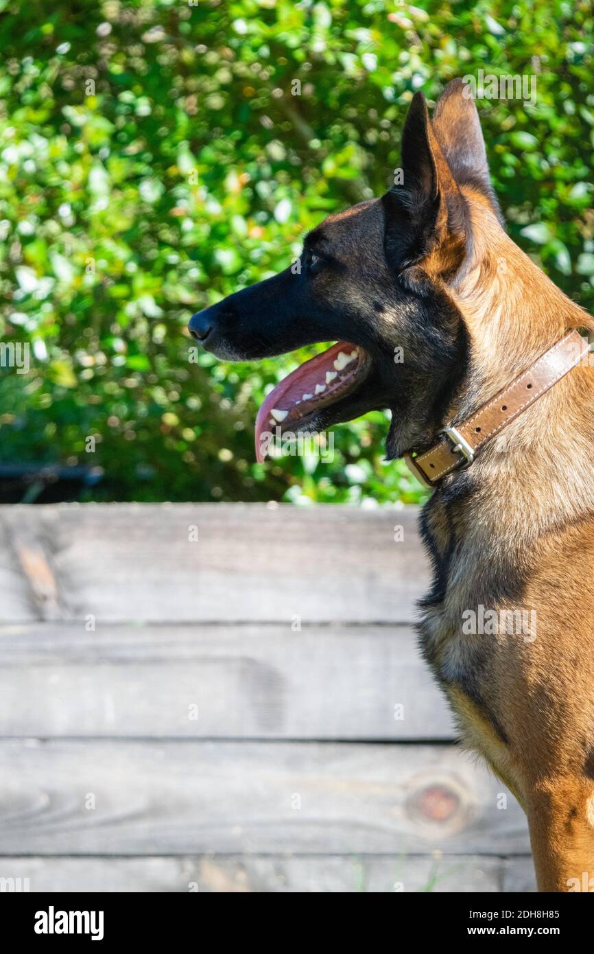 portrait of belgian shepherd malinois in the grass Stock Photo