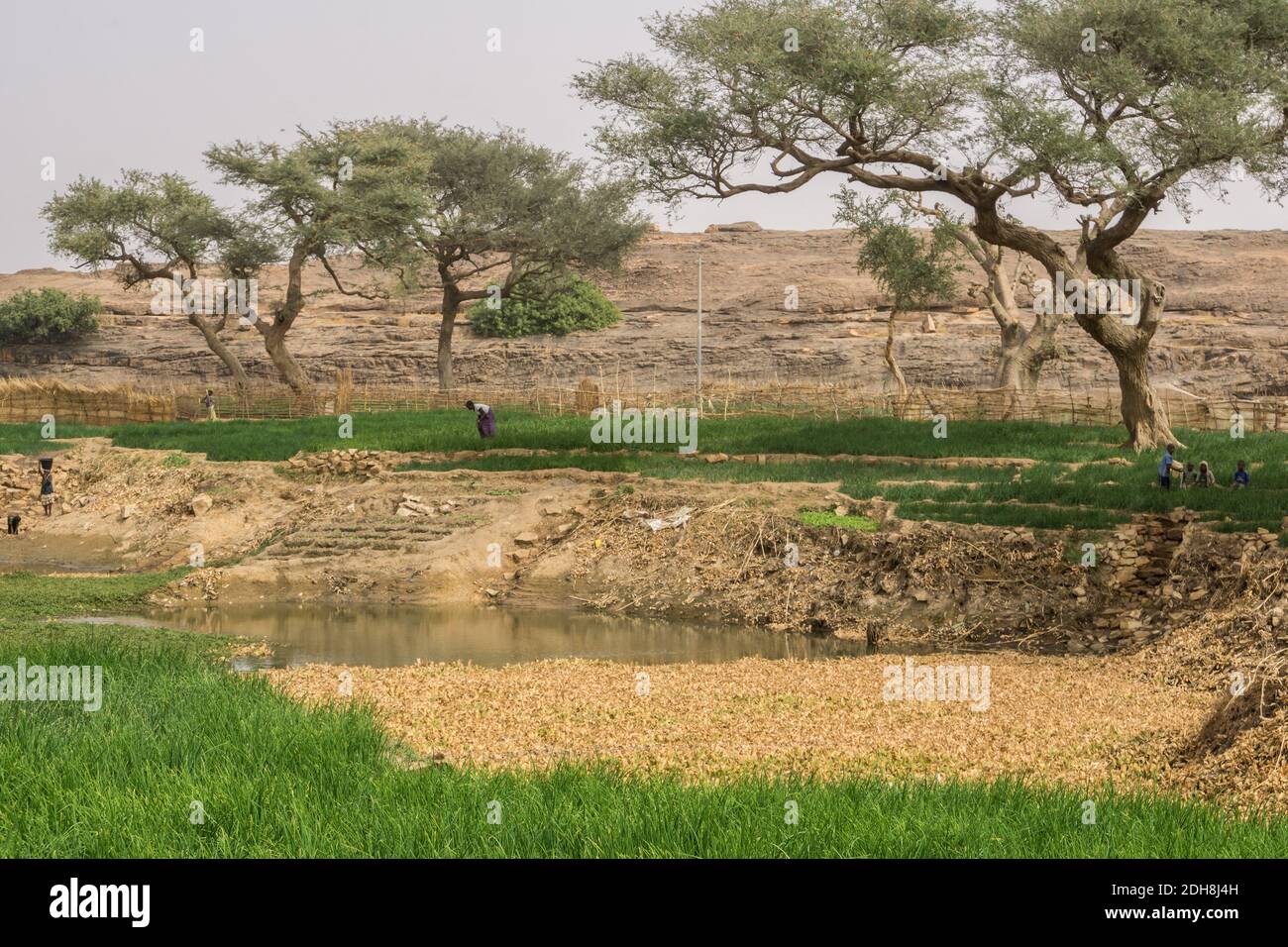 Onion farms near Bandiagara escarpment, Dogon Country, Mali Stock Photo Alamy