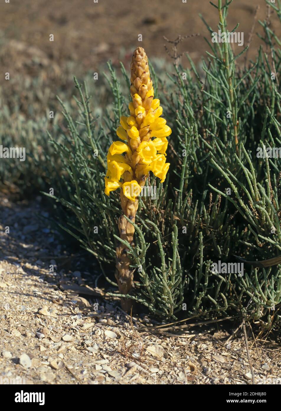 Cistanche phelypaea, with flowers. It is a parasitic plant, which grows mainly in salt marsh areas. It has no chlorophyll, so it extracts its Stock Photo