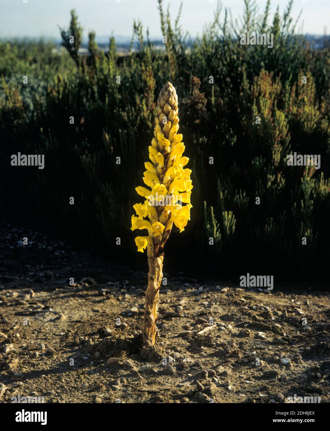 Yellow broomrape, Cistanche phelypaea, flowers. It is a parasitic plant, which grows mainly in salt marsh areas. It has no chlorophyll, so it Stock Photo