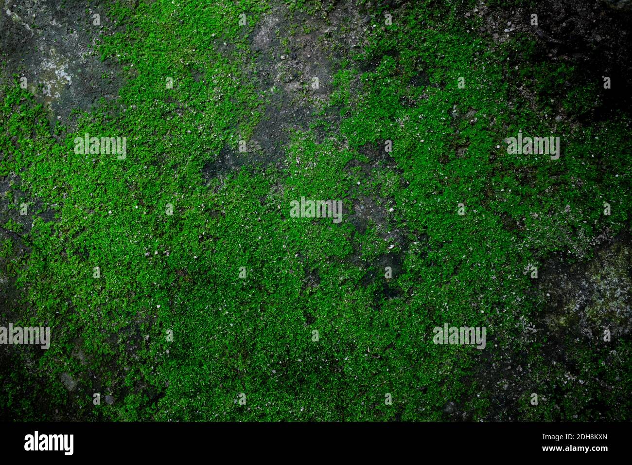 Dark Green Creepy Moss Texture Background On Old Rustic Weathered Stone Rock Stock Photo Alamy