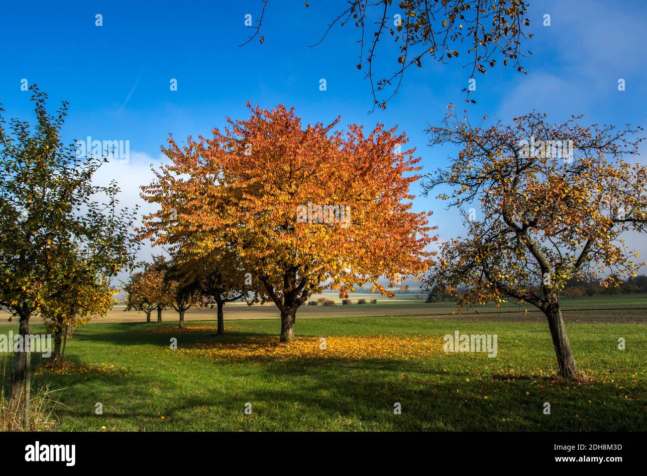 Kirschbaum im Herbst im Albvorland, Schwäbische Alb, Bissingen Stock Photo