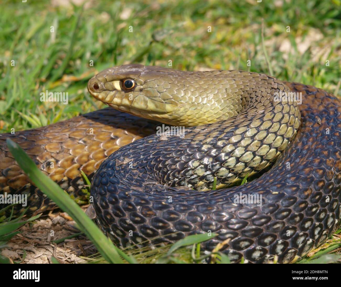 montpellier-snake-habitat-and-characteristics-atqxzt