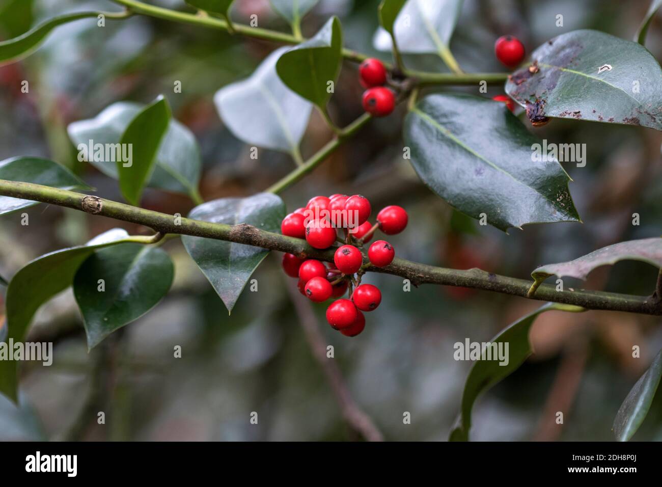 Europäische Stechpalme (Ilex aquifolium) Stock Photo