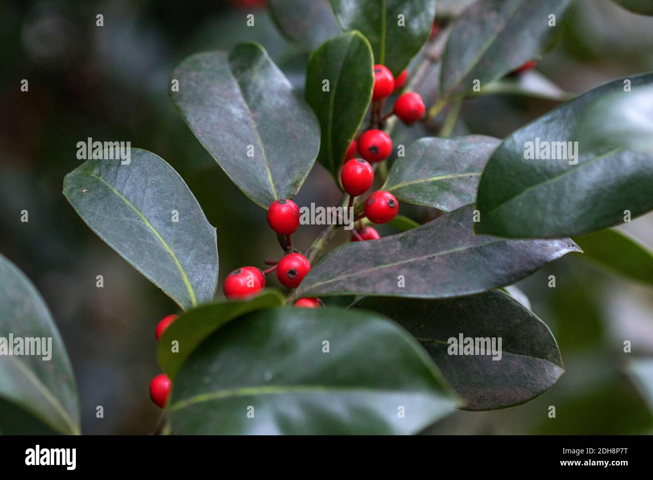 Europäische Stechpalme (Ilex aquifolium) Stock Photo