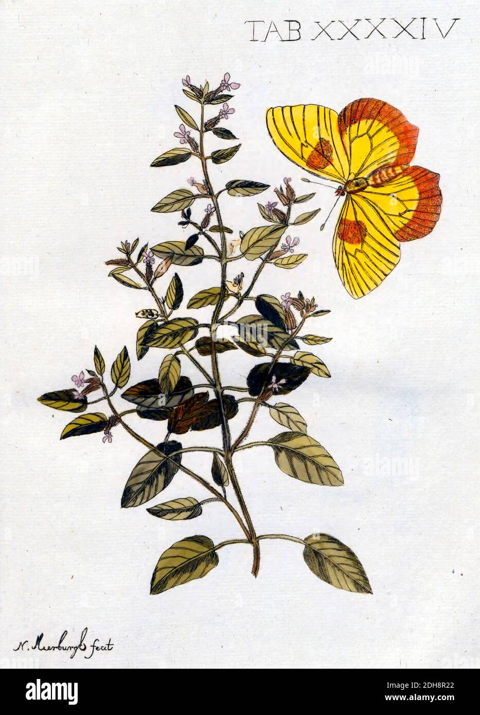 Plantæ rariores vivis coloribus depictæ [Rare plants painted in vivid colors] by Meerburg, Nicolaus (Nicolaas), 1734-1814. Published in 1789 Stock Photo