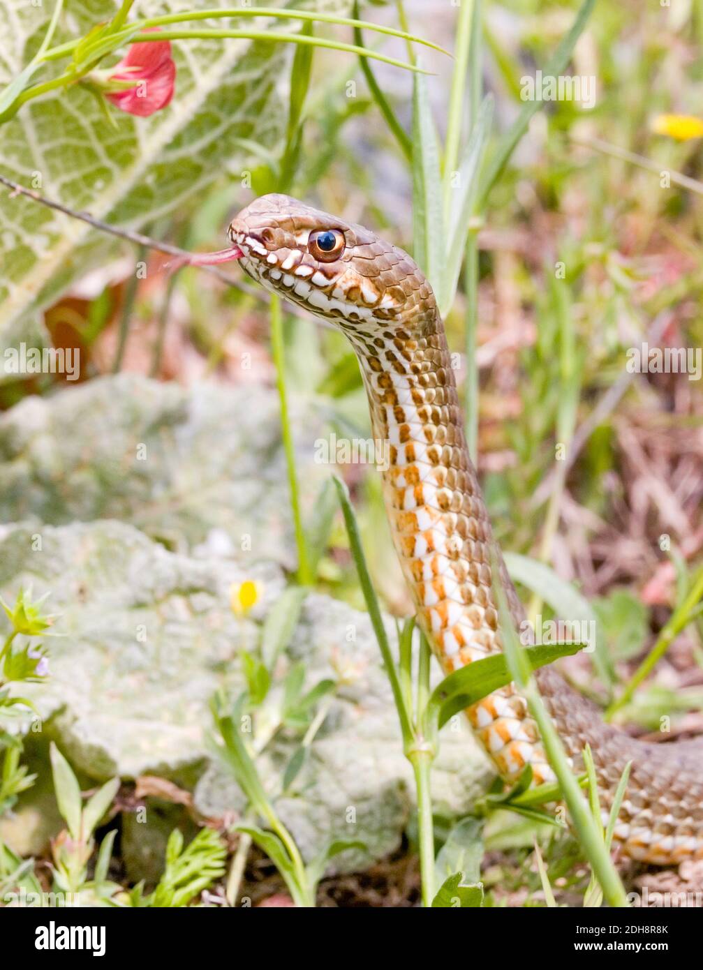 montpellier-snake-malpolon-monspessulanus-malpolon-insignitus-stock