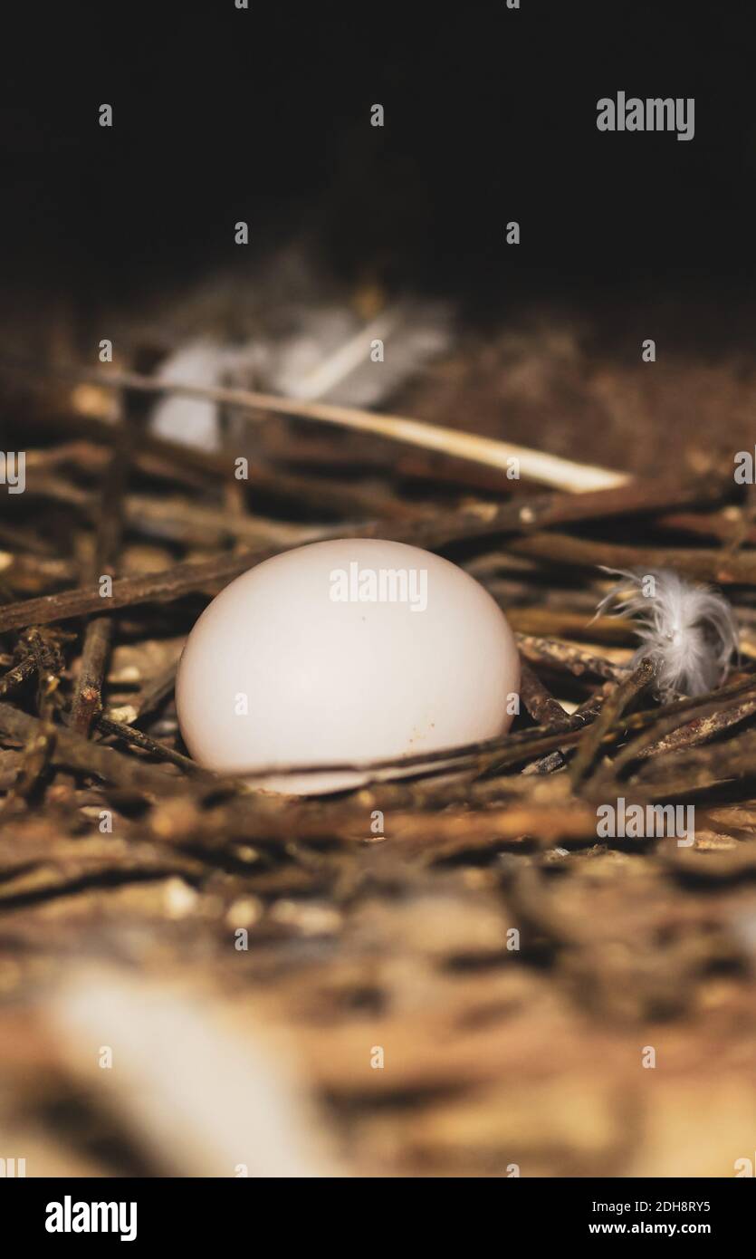Pigeon egg in bird's nest. Bird nest white dove pigeon eggs lay on the