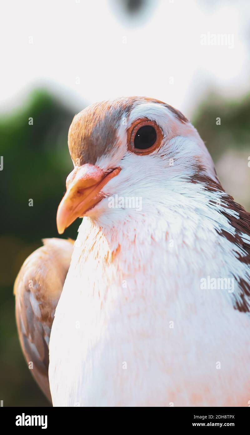Pigeon posing for the photo. Front view of the face of pigeon face to face with green background. Stock Photo