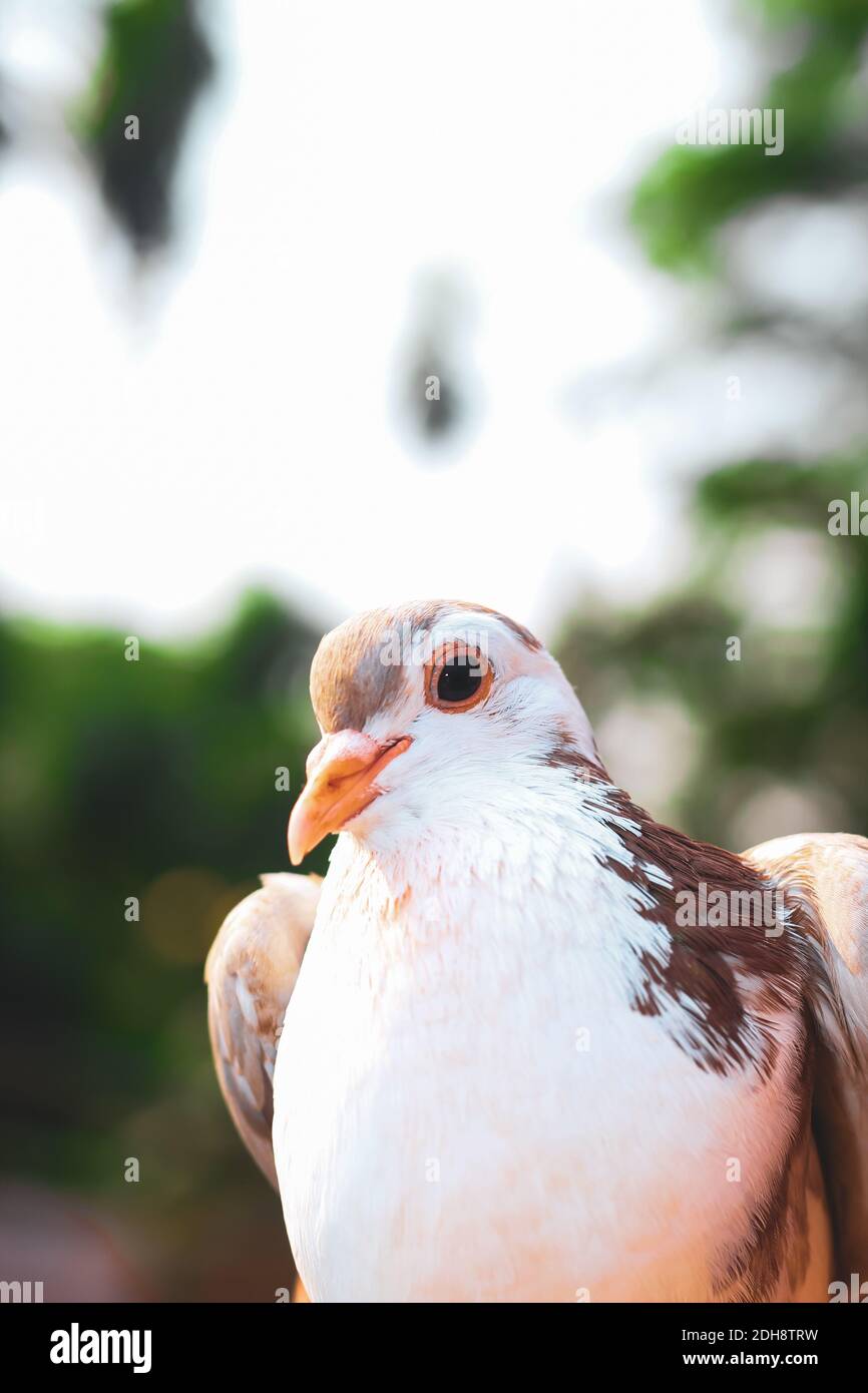 Pigeon posing for the photo. Front view of the face of pigeon face to face with green background. Stock Photo
