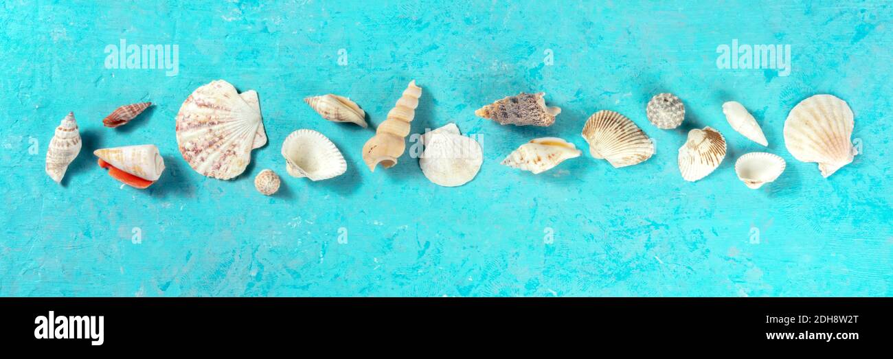 Sea shells panorama on a vibrant blue background Stock Photo