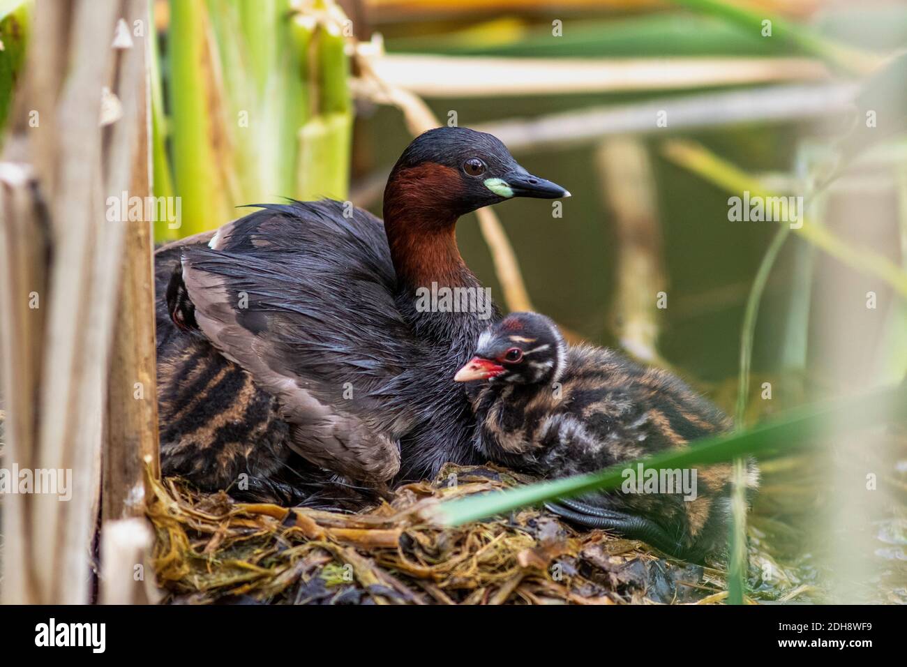 Zwergtaucher (Tachybaptus ruficollis) mit Jungen auf dem Nest Stock Photo