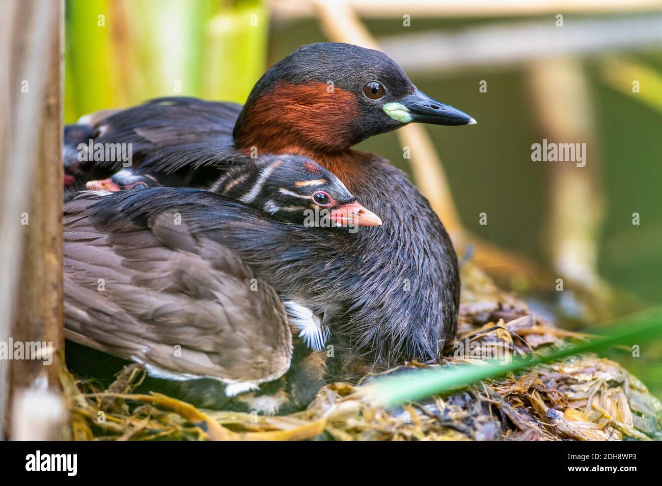 Zwergtaucher (Tachybaptus ruficollis) mit Jungen auf dem Nest Stock Photo