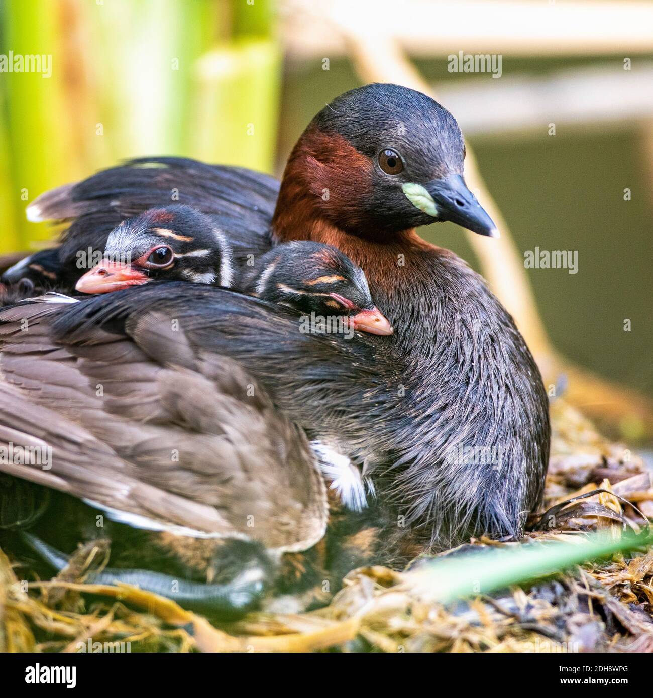 Zwergtaucher (Tachybaptus ruficollis) mit Jungen auf dem Nest Stock Photo