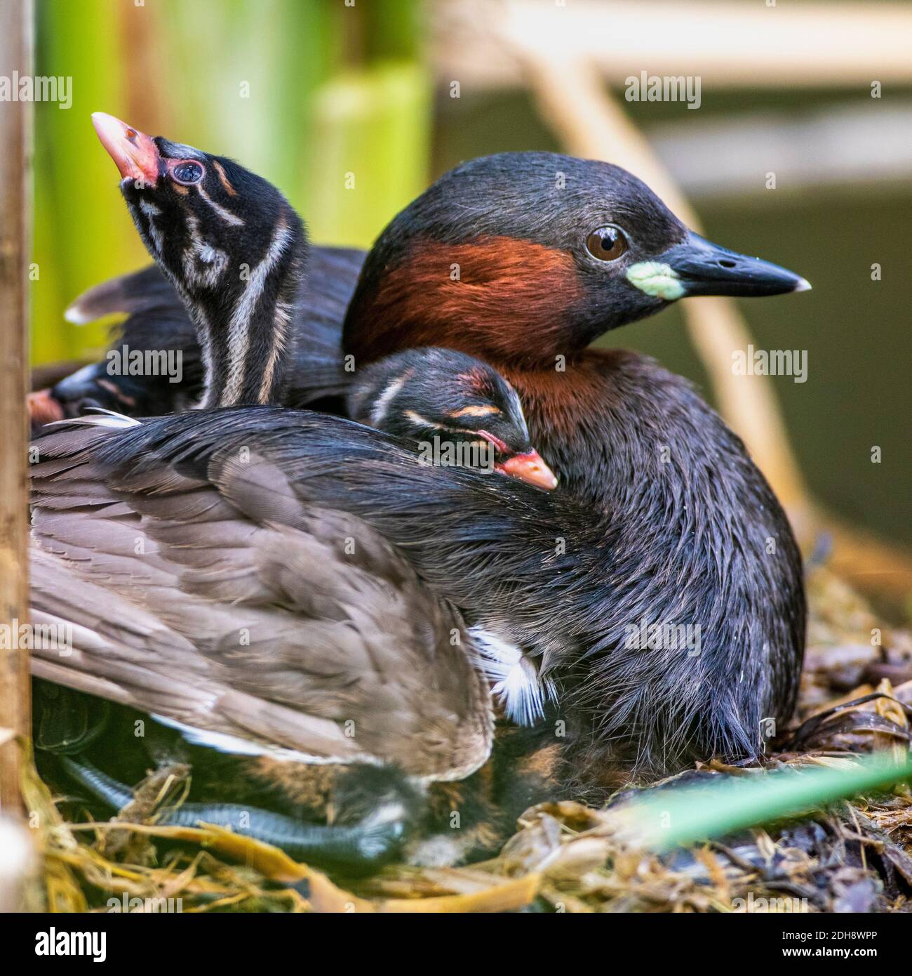 Zwergtaucher (Tachybaptus ruficollis) mit Jungen auf dem Nest Stock Photo