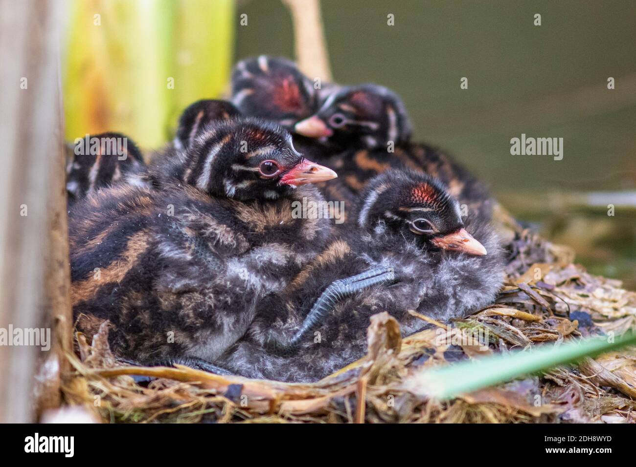 Zwergtaucher (Tachybaptus  Jungvögel, Küken im Nest Stock Photo