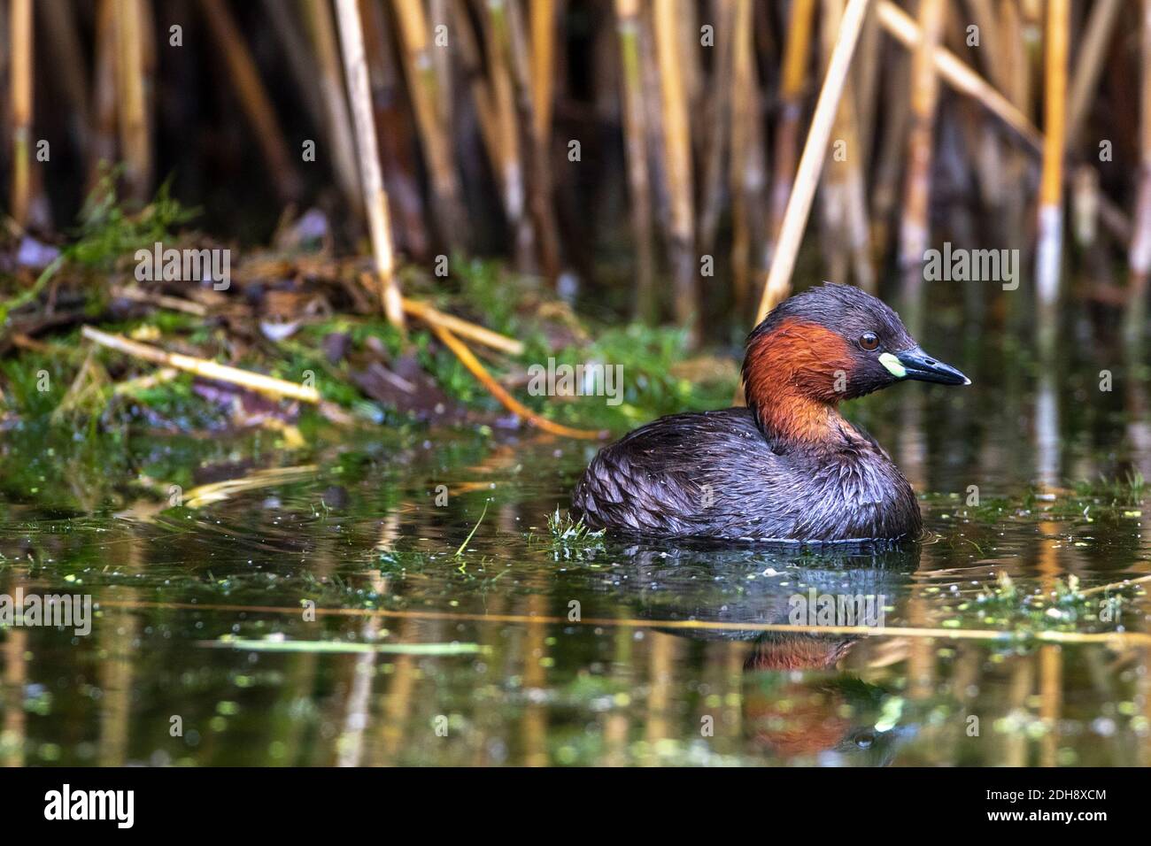 Zwergtaucher (Tachybaptus ruficollis) am Nest Stock Photo