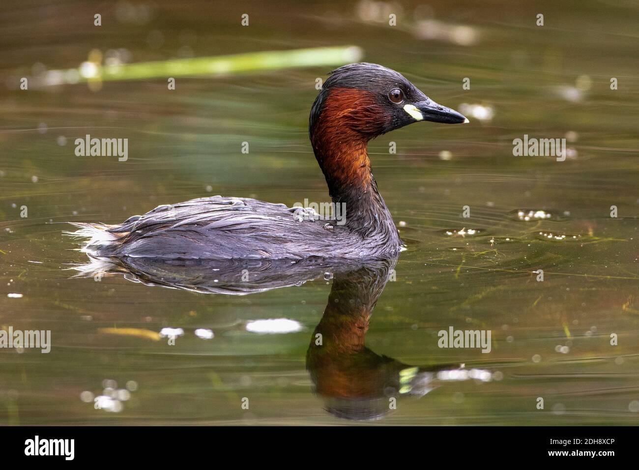 Zwergtaucher (Tachybaptus ruficollis) Stock Photo