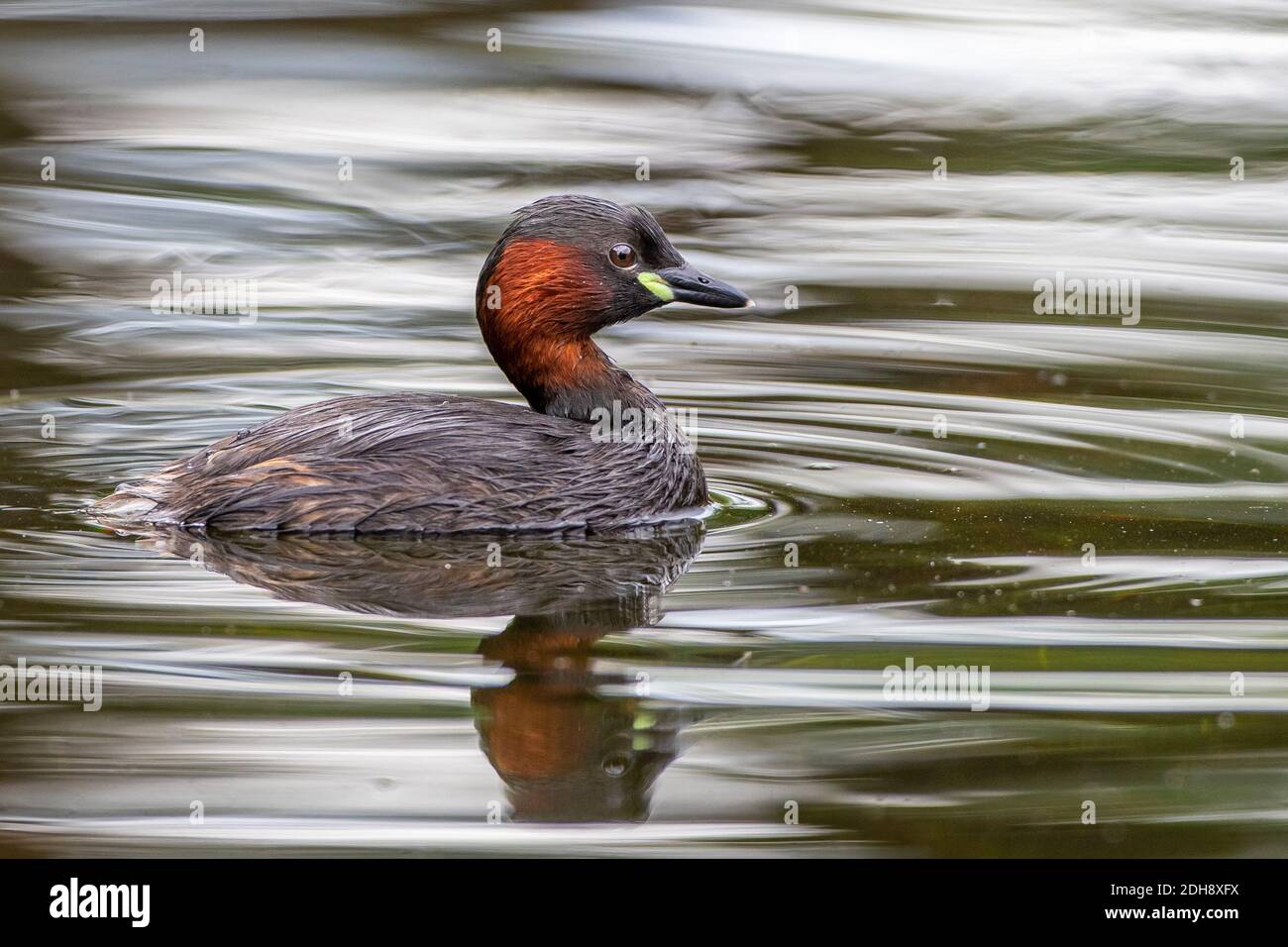 Zwergtaucher (Tachybaptus ruficollis) Stock Photo