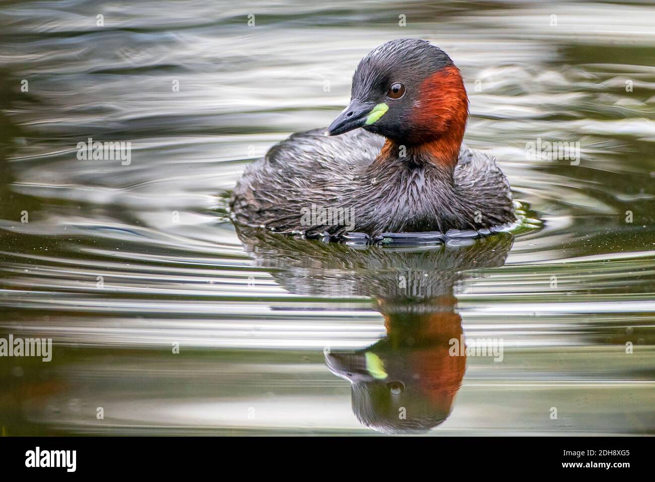 Zwergtaucher (Tachybaptus ruficollis) Stock Photo