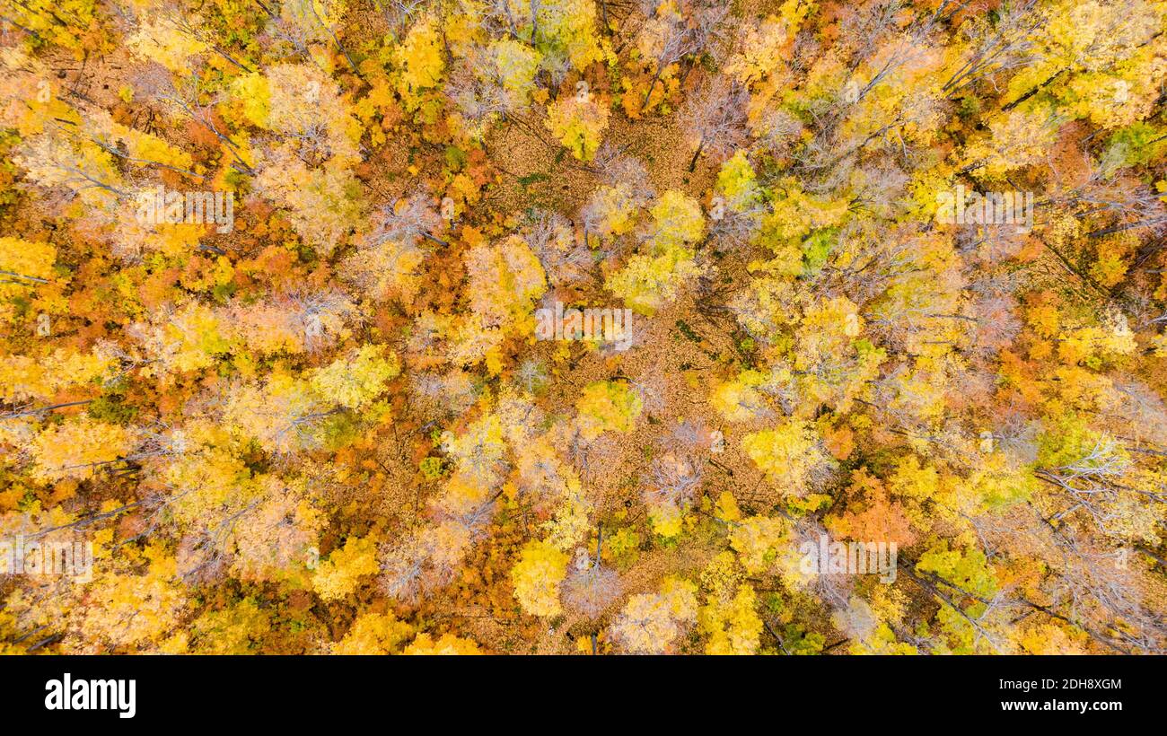 Aerial view of the forest canopy in the fall Stock Photo