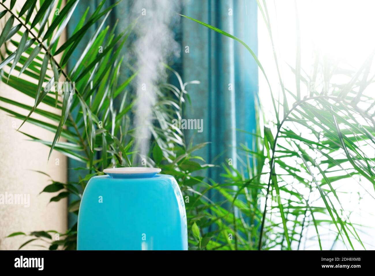 the humidifier in the blue case is in the room to increase humidity and health of plants and